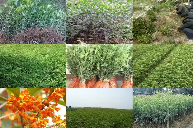 桂花树树枝移植方法1688862289599