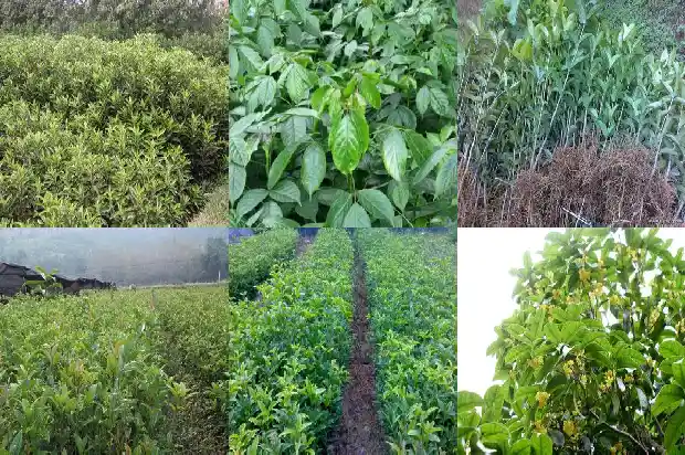 葡萄桂花乌龙茶的功效与作用禁忌和副作用1689467473096