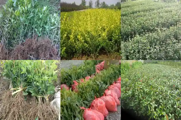 桂花和桑葚能一起泡水喝吗功效1689467260136