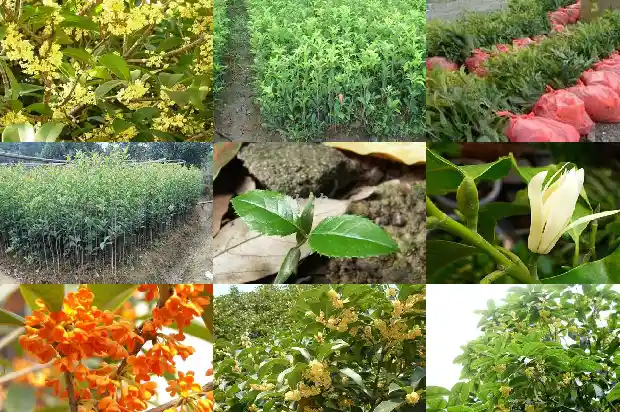 桂花树什么时间浇水1690849218825