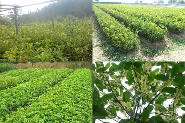 4斤酒泡多少桂花和糖1689034754861