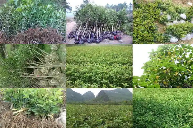 嫁接的桂花树什么时候能拆掉叶子吃1688345711444
