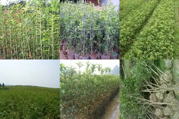 桂花适合什么时候栽种植最好1688605520846