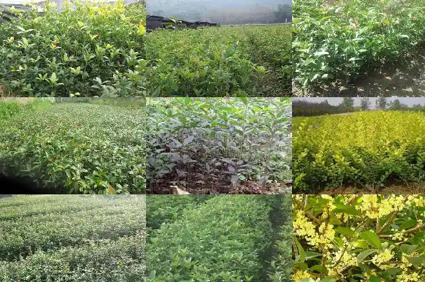 10米 桂花树的价格是多少1689726584639