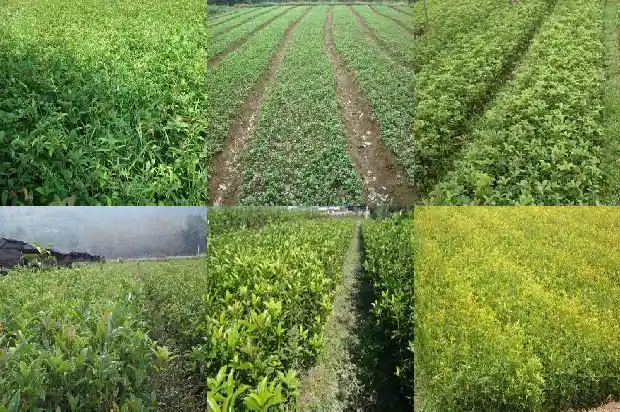 桂花的功效与作用点的功效是什么1689313273526