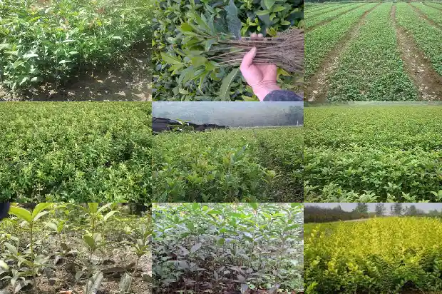桂花树的样子长什么样1689986124124