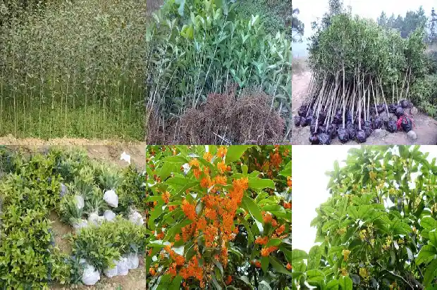 桂花和什么泡茶喝最好喝1689208221624
