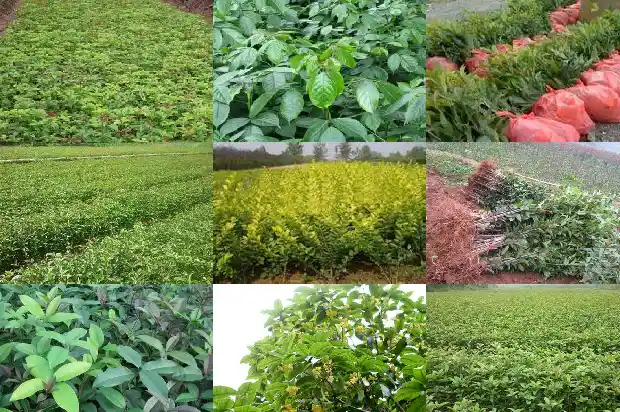 桂花树能卖吗有毒吗1689899434163