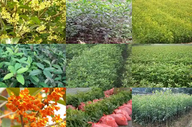 什么样桂花树品种好活一些1690331664657
