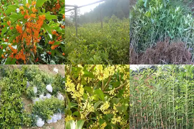 桂花树好种植吗1689985849702