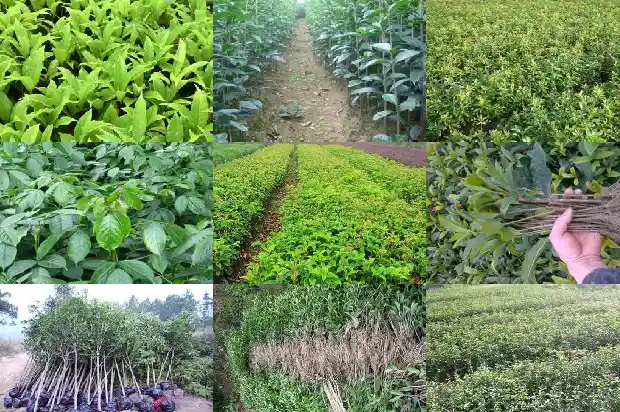 桂花分为哪几类桂花1690159034353