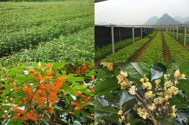 如何分辨桂花树的公母1688430132634