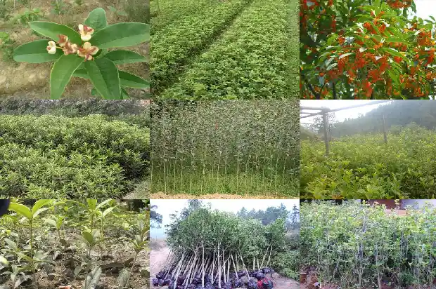嫁接的桂花树僵苗怎么办1690417947433
