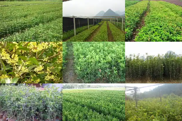 对桂花抒发感情的句子简短1688861686377