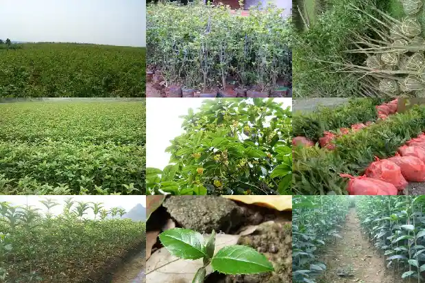 桂花树种子的药用价值是什么样的1688693784991