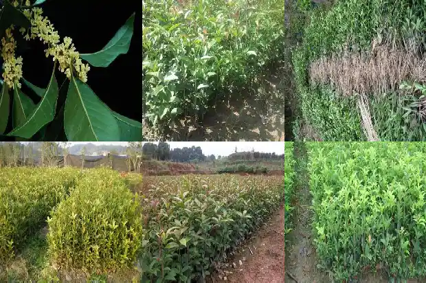 桂花地径一般是多少毫米长1688608997236