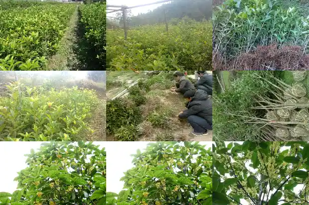 桂花性味归经功效 副作用1689313328653