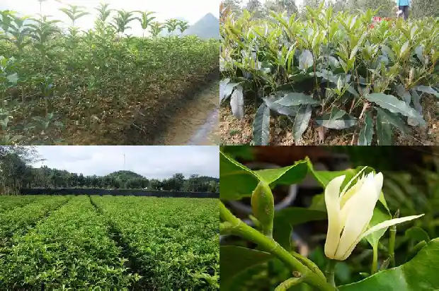 桂花茶什么人不可以喝1689207875831