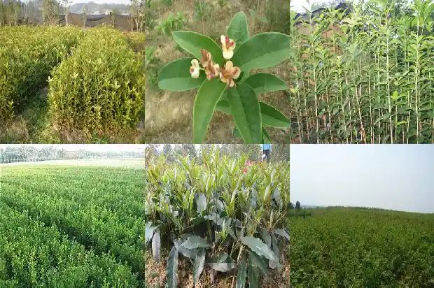 10公分的桂花树价格是多少钱1689837931743