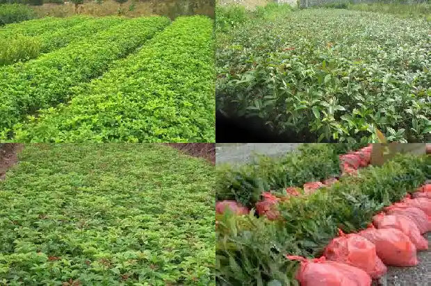 十二年的桂花树什么价格能砍成活率高的1690763801385