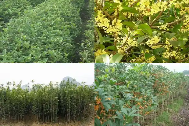 十一月开的桂花是什么品种1690763586789