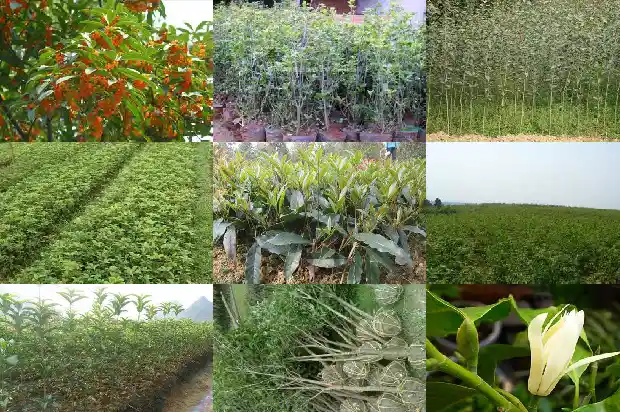 桂花中的极品是什么桂1688692407825