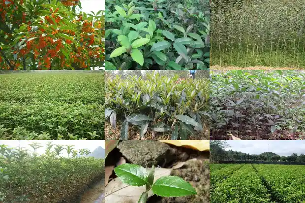 现在适合移栽桂花树吗1690072981602