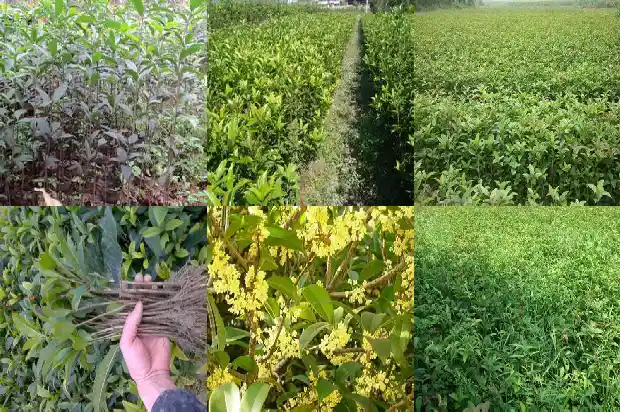 桂花冠径高度1690763740923