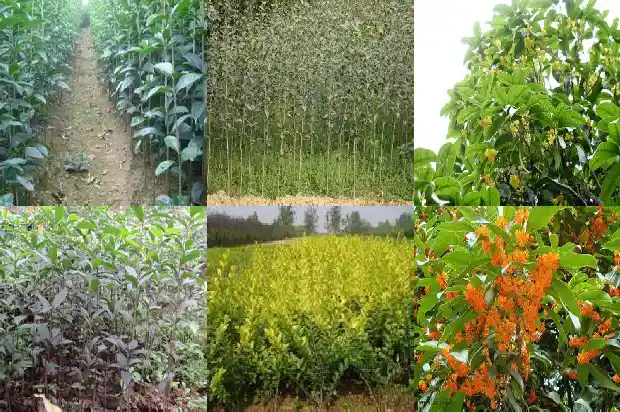 桂花树为什么有香味1690157322420
