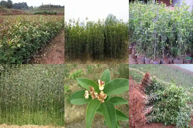 结子的桂花树1690158934209