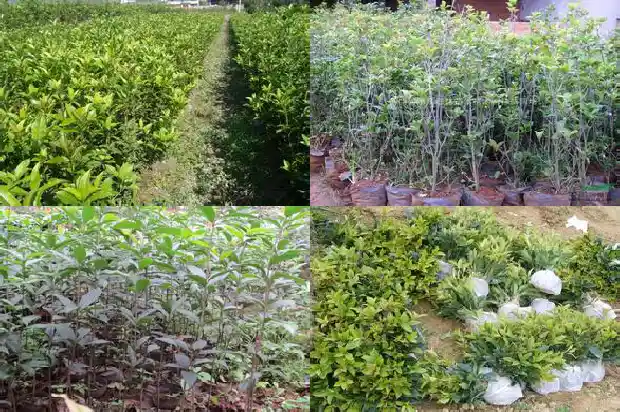 40公分桂花树要多久浇一次水好呢1690848695440