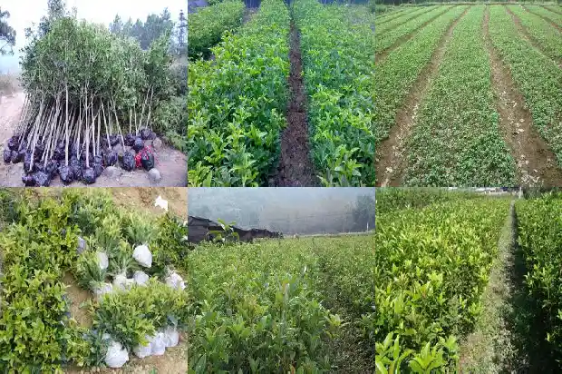 什么时候买桂花树好活啊1688862029808