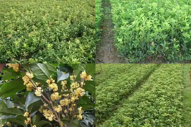 桂花乌龙茶泡几遍1689467752429