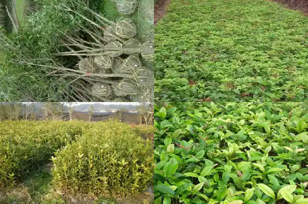 桂花树几厘米开花1690677737995