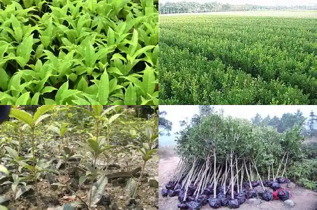 桂花茶的最佳搭配是什么1689381831703