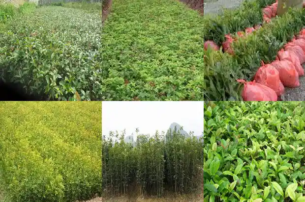 桂花树苗掉了叶怎么办1688604401420