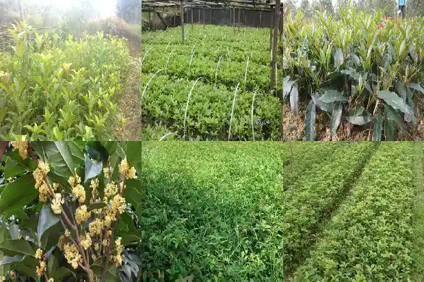 18公分的桂花树价格多少1689577312583