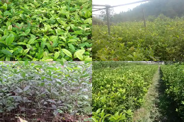 桂花乌龙茶的功效与作用及食用方法1689467340456