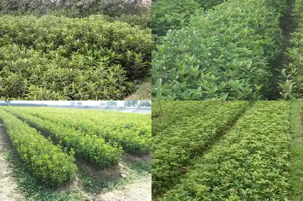 桂花树叶有药用功效吗1689122124046