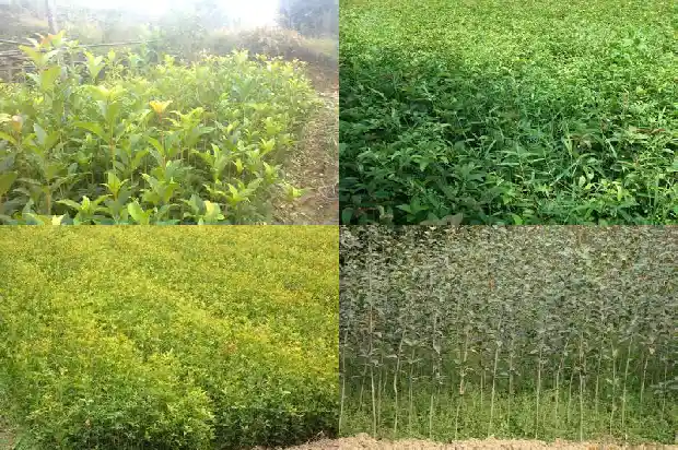 四十年的桂花树值多少钱一颗1690072406380