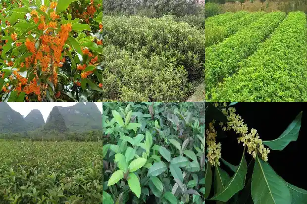 桂花树树桩被白蚁啃食了半边怎么救治1690417868519