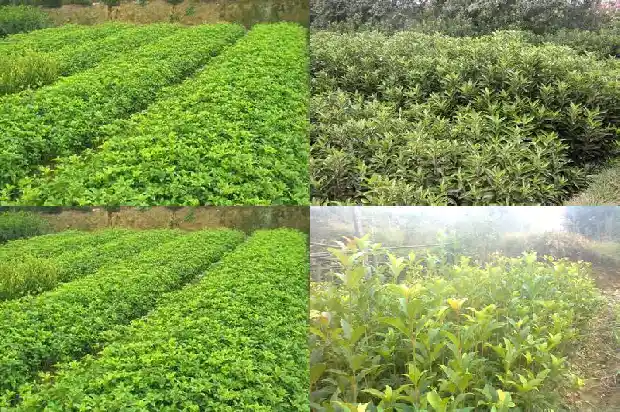 做桂花香包可以晒干桂花吗1689313585499