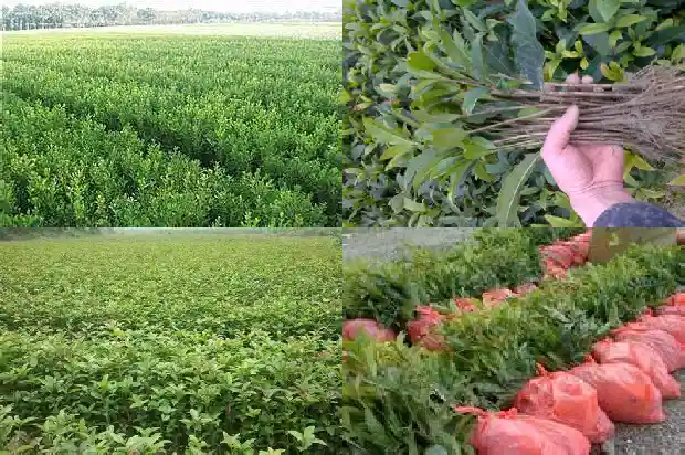 桂花酒的正确做法1689034406996