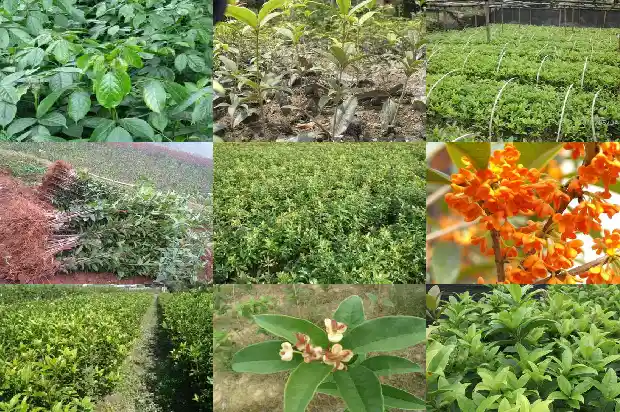 四季桂花树的价格是多少一棵1689899098107