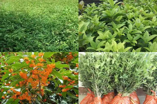 桂花树用什么树桩嫁接好看呢1688343677364