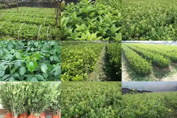长沙桂花树价格查询表最新1690504820105