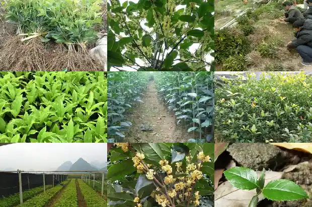 金桂花什么时候开花季节最好1688350103677