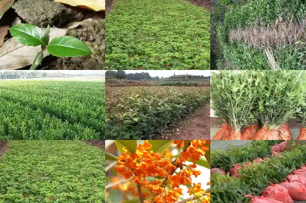 一年开一次桂花的说说心情短语句子1688793040947
