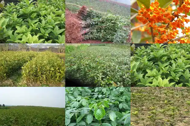 金状元桂花一年开几次花1690158363424