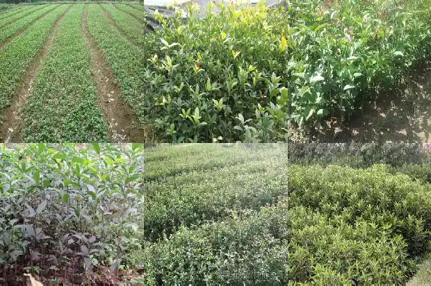 桂花树多少钱一棵10公分长的树1690245761879